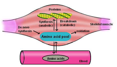 Proteine anabolic