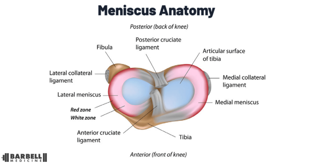 anatomy of knee meniscus and cruciate ligaments, superior view of knee anatomy