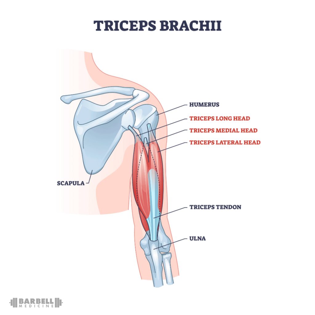 Triceps Anatomy